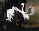 Battling_Little_Egrets